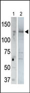 USP21 antibody, AP12046PU-N, Origene, Western Blot image 