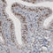 mNIFK antibody, AMAb90962, Atlas Antibodies, Immunohistochemistry frozen image 
