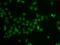 POU Class 6 Homeobox 1 antibody, GTX33420, GeneTex, Immunofluorescence image 