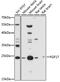 Fibroblast Growth Factor 17 antibody, 18-143, ProSci, Western Blot image 