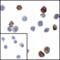 V-Set Immunoregulatory Receptor antibody, LS-C669111, Lifespan Biosciences, Immunocytochemistry image 