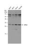 40S ribosomal protein S3 antibody, NBP1-33691, Novus Biologicals, Western Blot image 