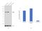 Hydroxyacyl-CoA Dehydrogenase Trifunctional Multienzyme Complex Subunit Alpha antibody, PA5-29813, Invitrogen Antibodies, Western Blot image 