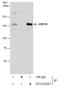 Golgin subfamily A member 2 antibody, GTX130351, GeneTex, Immunoprecipitation image 