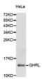 Obestatin antibody, abx001192, Abbexa, Western Blot image 