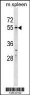 WAP, Follistatin/Kazal, Immunoglobulin, Kunitz And Netrin Domain Containing 2 antibody, 59-856, ProSci, Western Blot image 