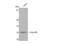 Homeobox B9 antibody, STJ93582, St John