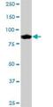 Interferon Gamma Inducible Protein 16 antibody, H00003428-B01P, Novus Biologicals, Western Blot image 