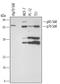 Ribosomal Protein S6 Kinase B1 antibody, MAB8962, R&D Systems, Western Blot image 