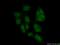 MYC Associated Zinc Finger Protein antibody, 21068-1-AP, Proteintech Group, Immunofluorescence image 