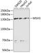 MutS Homolog 3 antibody, 19-790, ProSci, Western Blot image 