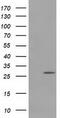 Pyrroline-5-Carboxylate Reductase 3 antibody, TA502036S, Origene, Western Blot image 