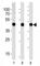 Actin Alpha 1, Skeletal Muscle antibody, F44155-0.4ML, NSJ Bioreagents, Immunohistochemistry frozen image 