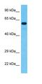 SPEM Family Member 2 antibody, orb325852, Biorbyt, Western Blot image 