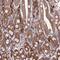 Oxysterol Binding Protein Like 2 antibody, NBP1-92237, Novus Biologicals, Immunohistochemistry frozen image 