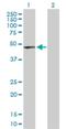 Tubulin Alpha Like 3 antibody, H00079861-D01P, Novus Biologicals, Western Blot image 