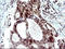 PMS1 Homolog 2, Mismatch Repair System Component antibody, LS-C338149, Lifespan Biosciences, Immunohistochemistry frozen image 