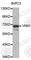 Vanin 1 antibody, A3347, ABclonal Technology, Western Blot image 