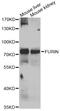 Furin, Paired Basic Amino Acid Cleaving Enzyme antibody, STJ29581, St John