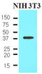 Nanog Homeobox antibody, LS-C93768, Lifespan Biosciences, Western Blot image 