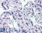 Serine/Threonine Kinase 17a antibody, LS-B4482, Lifespan Biosciences, Immunohistochemistry frozen image 