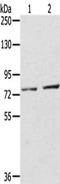 Endothelin-converting enzyme 2 antibody, CSB-PA570366, Cusabio, Western Blot image 