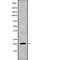 Mitochondrial Ribosomal Protein S28 antibody, PA5-68225, Invitrogen Antibodies, Western Blot image 