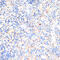 Interleukin 2 antibody, 16-547, ProSci, Immunohistochemistry frozen image 