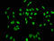 Histone Cluster 1 H1 Family Member C antibody, LS-C670348, Lifespan Biosciences, Immunofluorescence image 