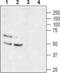 Potassium Voltage-Gated Channel Subfamily A Member 1 antibody, PA5-77654, Invitrogen Antibodies, Western Blot image 