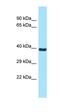 Radial Spoke Head 9 Homolog antibody, orb326649, Biorbyt, Western Blot image 