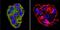 CF Transmembrane Conductance Regulator antibody, MA1-935, Invitrogen Antibodies, Immunofluorescence image 