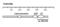 Perforin 1 antibody, XA-1004F, ProSci, Western Blot image 