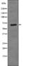 CREB Regulated Transcription Coactivator 1 antibody, abx149563, Abbexa, Western Blot image 