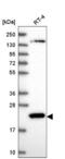 Calcium And Integrin Binding 1 antibody, NBP2-58792, Novus Biologicals, Western Blot image 