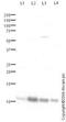 FXYD Domain Containing Ion Transport Regulator 1 antibody, ab76597, Abcam, Western Blot image 