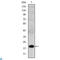 KLRD1 antibody, LS-C812538, Lifespan Biosciences, Western Blot image 