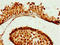 Zinc Finger Protein 679 antibody, orb357791, Biorbyt, Immunohistochemistry paraffin image 
