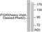 Integrin Subunit Alpha 5 antibody, LS-C121078, Lifespan Biosciences, Western Blot image 