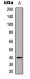 PDZ Binding Kinase antibody, GTX54960, GeneTex, Western Blot image 