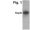 Nucleolar Protein 3 antibody, PA1-4514, Invitrogen Antibodies, Western Blot image 