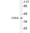CAMP Responsive Element Binding Protein 1 antibody, LS-C177688, Lifespan Biosciences, Western Blot image 