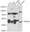 DExD-Box Helicase 39A antibody, GTX33150, GeneTex, Western Blot image 