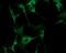 Adenylate Kinase 3 antibody, NBP1-04261, Novus Biologicals, Immunofluorescence image 