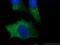 Fibroblast Growth Factor 13 antibody, 25314-1-AP, Proteintech Group, Immunofluorescence image 