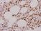 Death Associated Protein Kinase 3 antibody, A03300-2, Boster Biological Technology, Immunohistochemistry frozen image 