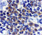 Death Associated Protein Kinase 2 antibody, 2323, QED Bioscience, Immunohistochemistry paraffin image 