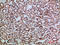 Transforming Growth Factor Beta 2 antibody, STJ98769, St John