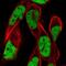 Remodeling And Spacing Factor 1 antibody, NBP2-56940, Novus Biologicals, Immunofluorescence image 