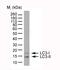 LC3A antibody, AHP2167, Bio-Rad (formerly AbD Serotec) , Western Blot image 